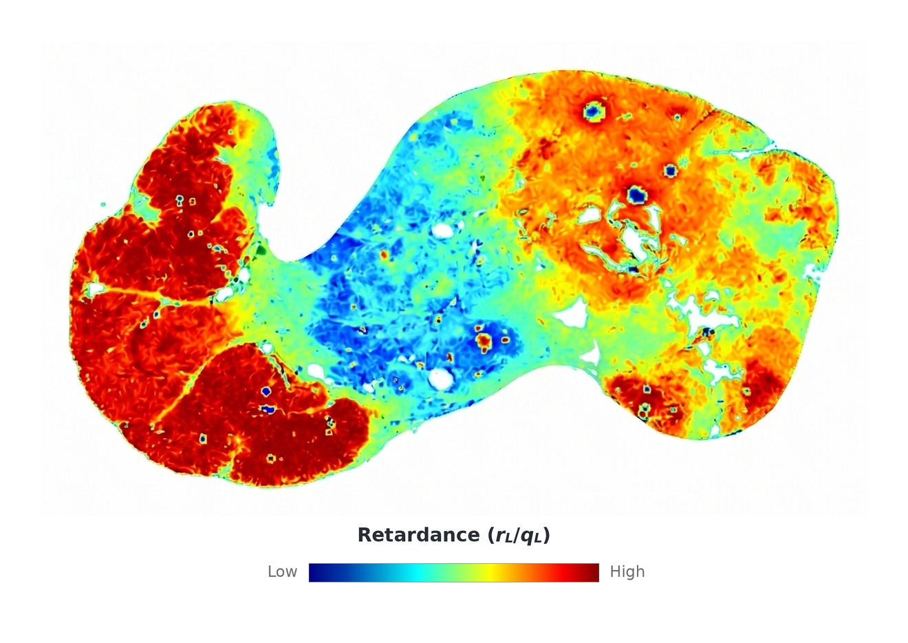 A label-free optical visualization